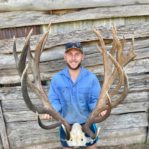 2023 Trophy Red Stag 